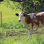 Oberstegen 3* Söll